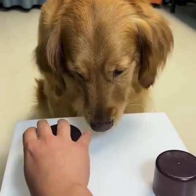 Dog makes the right choice in the end