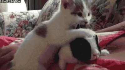 So it's not a chocolate bunny? no rabbits were harmed))))