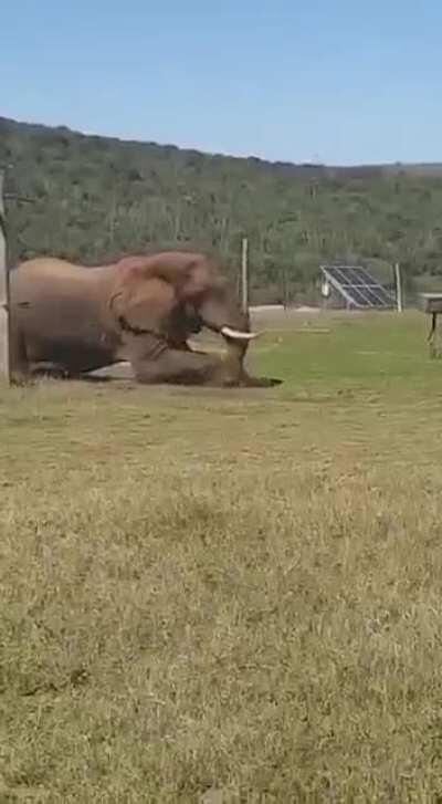 This elephant couldn’t get past the electric fence so he just crawled under it