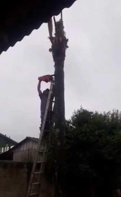 HMB while I cut this tree down
