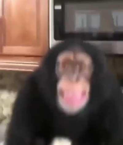 breaking: local chimp in good mood