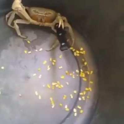 When a crab gets a knife