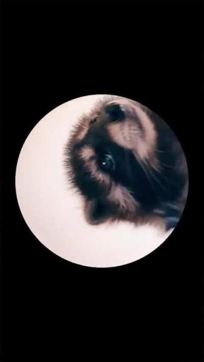 [Meme Of The Day] Raccoon Dancing in a Circle