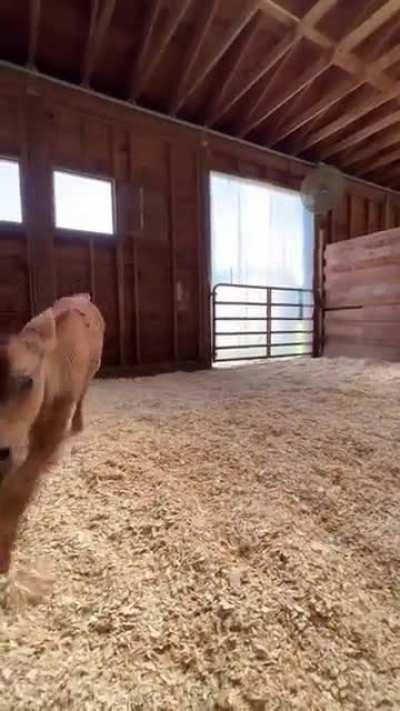 When baby Heathcliff was rescued he had been separated from his mother and was chained up. After a short hospital stay, he's finally arrived at Woodstock Farm Sanctuary!