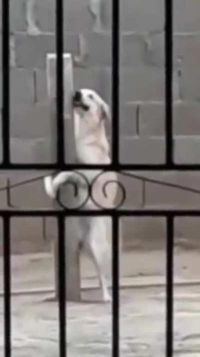 Big boy (🐕 version)