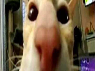 What is the name of the sound effect a the end?