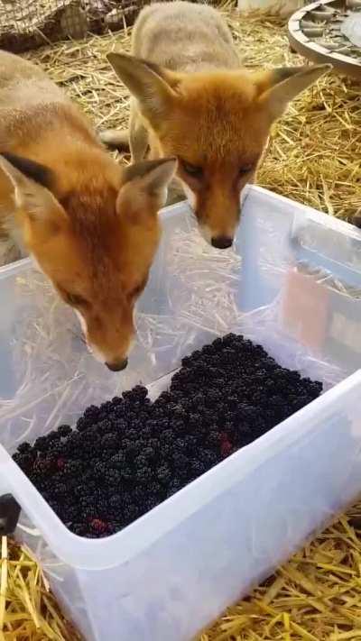 The Foxes At Sydney Fox And Dingo Rescue Got At Special Treat! A Big Tub Of Home Grown Blackberries!
