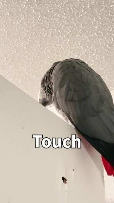 African Grey parrot practices speaking