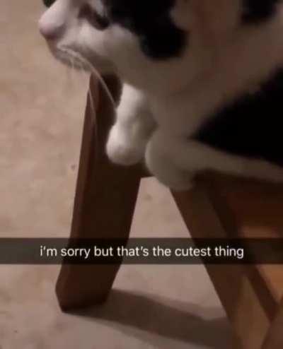 That's the cutest thing you'll see!