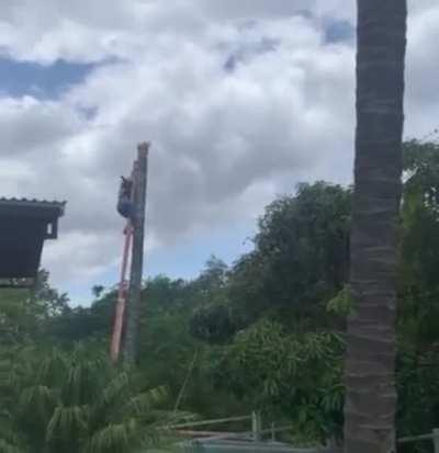 Just someone cutting a tree