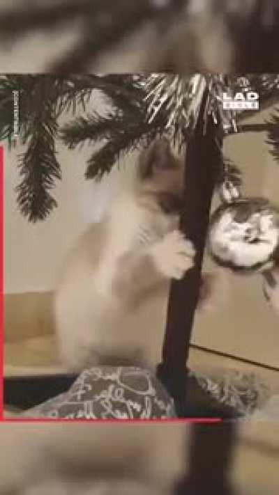 Cats appreciate a nicely decorated tree. Look at how much he is appreciating it. You can see it in his actions, his grace, his very eyes!