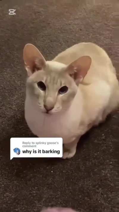 The eternal screams of man