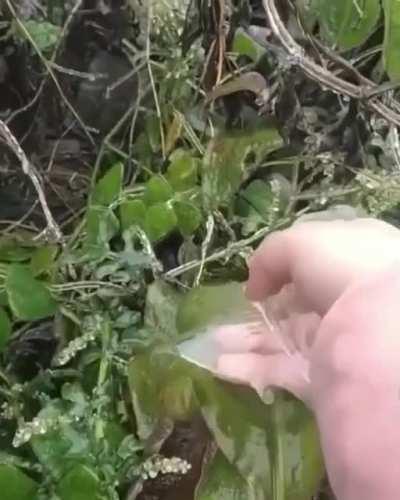 Peeling the ice off a frozen leaf...
