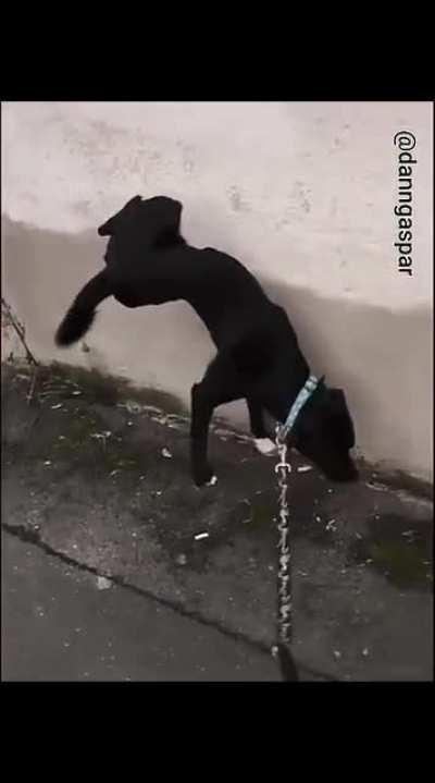 Pichando a parede kkkk