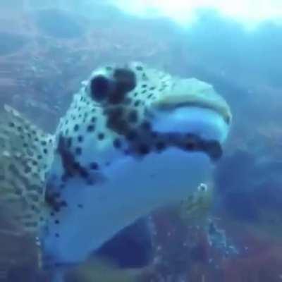 Guy filming some resting sharks and - oop