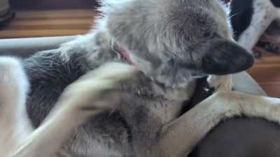 Princess Buttercup says no stopping!