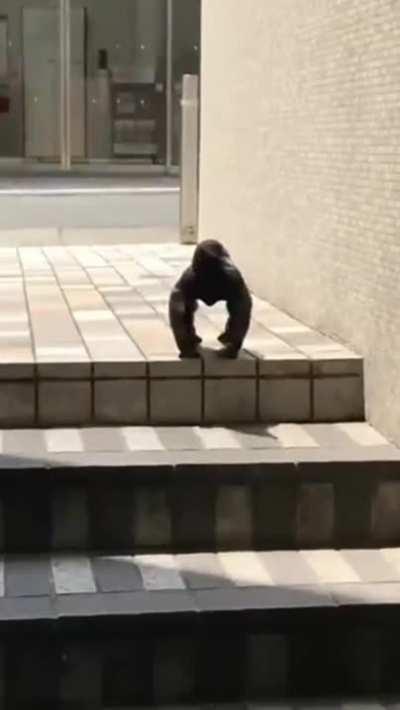 Thanks, I hate the crow that Didn't skip wing day.