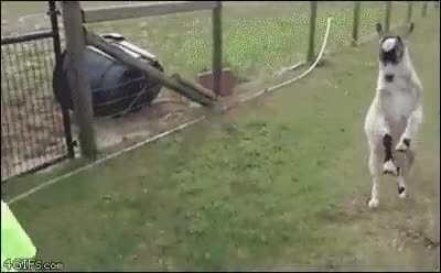 Hitgoat gets a running start on a clueless child