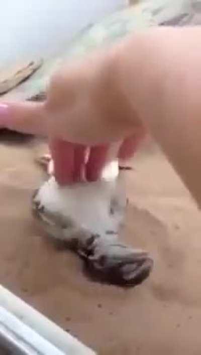 scaley pancake wants belly rubs