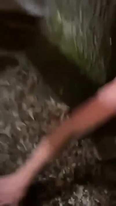 A direct shot to the eye with pepper spray. I guess he learned...