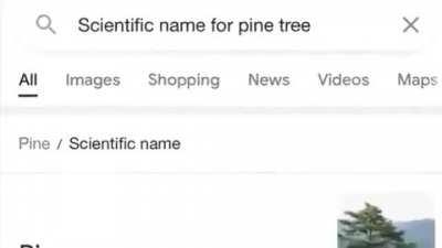 pine