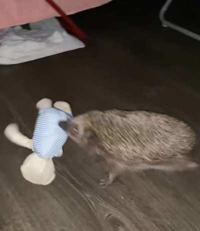 Just a hedgehog carrying his teddy bear 🦔🧸