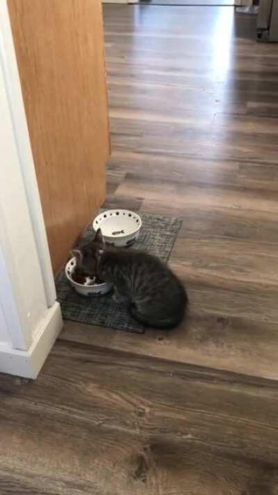 he yell while he eat