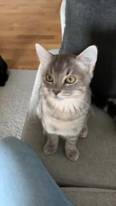 Meet my food loving kitten haru. A real squeaker!