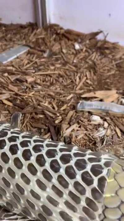 A snake sheathing its skin