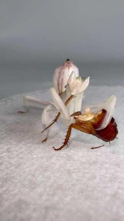 Orchid Mantis Feeding Time-lapse.