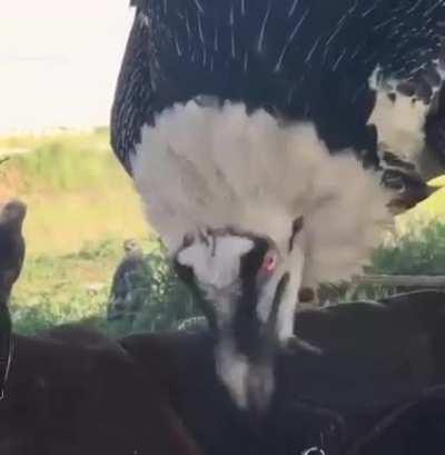 Someone posted a nice pic of a bearded vulture... 