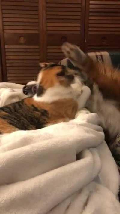 The calico vs the blue Merle let’s fight fair