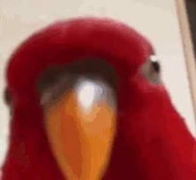 When you talk about BirdsArntReal and the room breaks out laughing at you but your parrot knows his cover is blown.