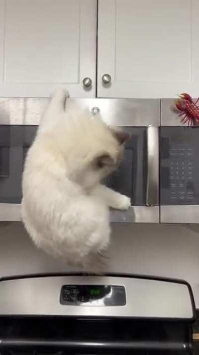 Even the normally docile ragdoll cat can be an a-hole