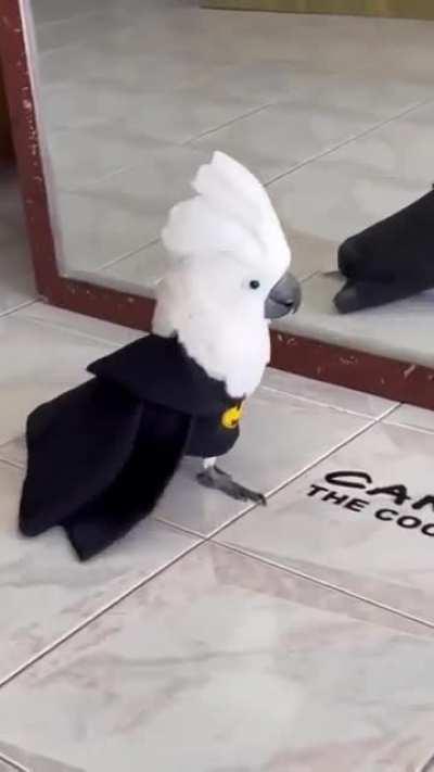 Batbirb, the new Birbia studios production