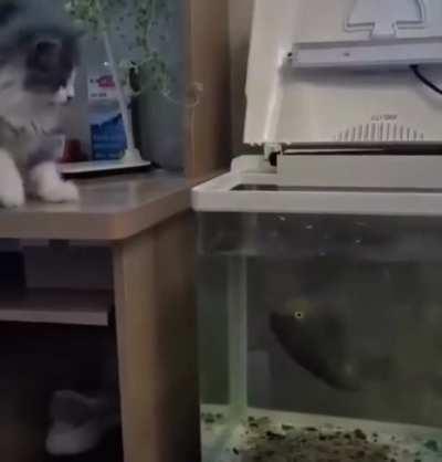 Fish devours cat’s paw.