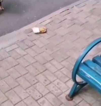 To feed a stray doggo