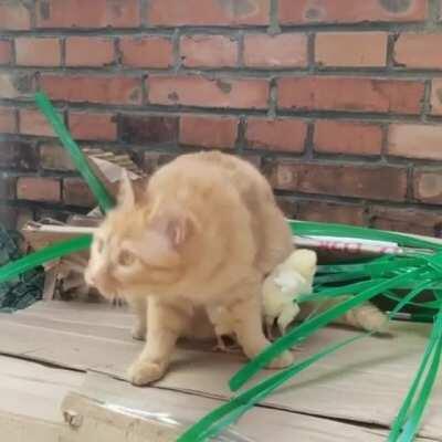 No one can touch my babies without my permission