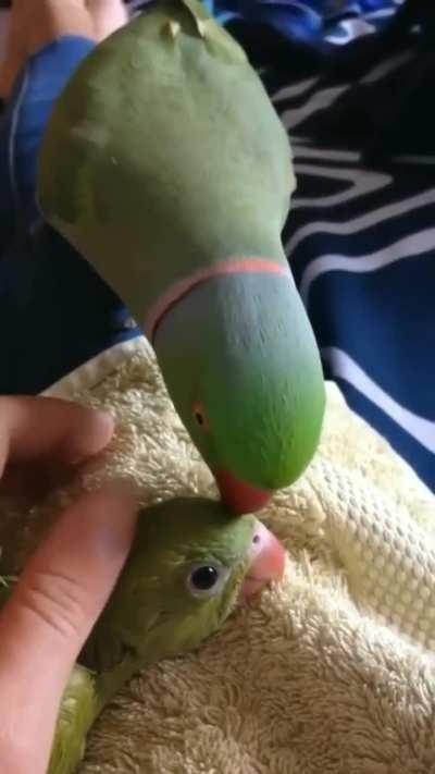 Parrots give names to their babies. Parents give each chick a different set of sounds, which they then use to talk to it. The chick memorizes this sound and then easily distinguishes whom the parents call - him or his sister or brother.