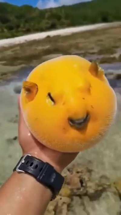 Mango fish