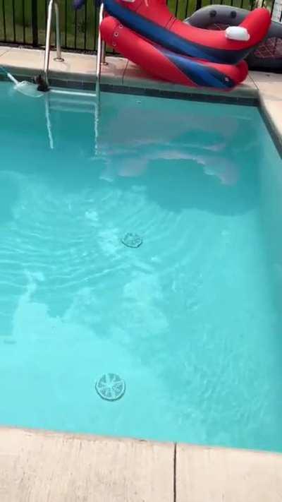 Baby raccoon rescued from this coupleâs pool