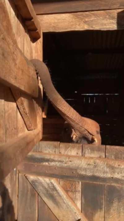 “I’m going to bed…did you see?” - baby Bondeni at Sheldrick Wildlife Trust in Kenya