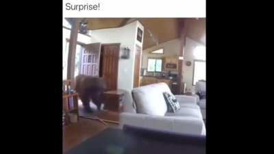 “The first time that I heard Bob Dylan... and on came that snare shot that sounded like somebody kicked open the door to your mind, from “Like a Rolling Stone.” -Bruce Springsteen. I made this after seeing this bear video and could not pass up the opportu