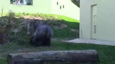 Shabani the Gorilla waves at his son and invites him to come and play