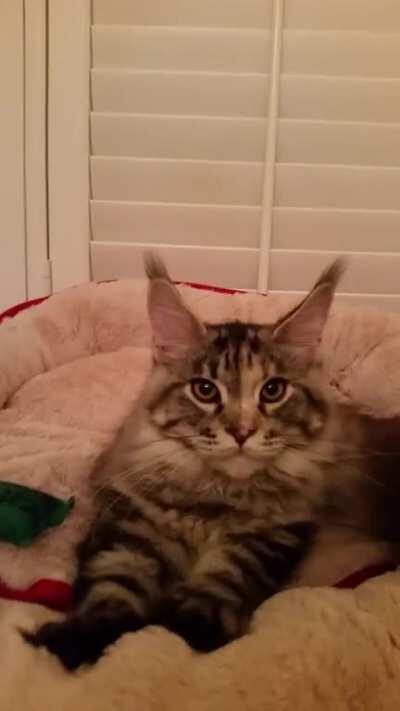 Our Maine Coon Kitten 4 years ago