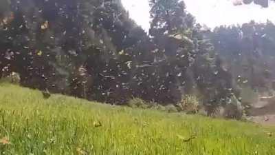 Butterfly migration in Mexico