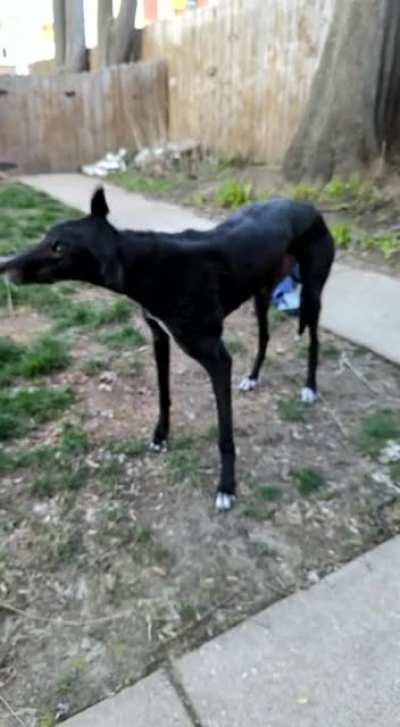 Finally got a slow-mo of my noodle horse shaking