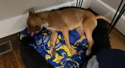 Velvet Hippo does a nap. Only anatomical object not moving are her ears!