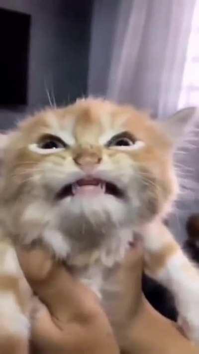 little Gremlin scrunge