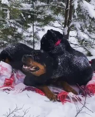 Black panther playing with his best friend